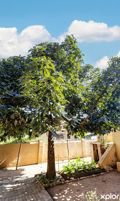 greyon_npo_victoria_dienssentrum_vir_bejaardes_avo_tree_1757928761