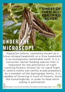 Under the Microscope: The Silver-Striped Hawkmoth