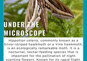 Under the Microscope: The Silver-Striped Hawkmoth