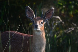 Meet the Wildlife of Grootbos