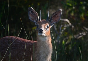 Meet the Wildlife of Grootbos
