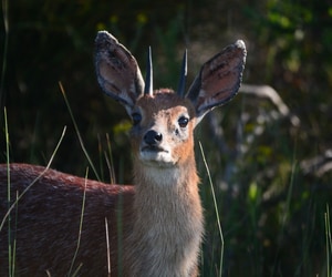 Meet the Wildlife of Grootbos