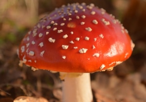 Our Parting Shot This Week