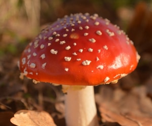 Our Parting Shot This Week