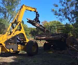 Meet Dezzi: The Powerhouse Behind Our Sustainable Timber Journey