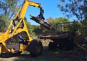 Meet Dezzi: The Powerhouse Behind Our Sustainable Timber Journey