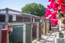 Take a Saturday Stroll with a BARC Pup!