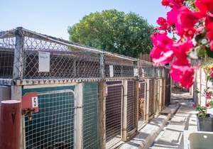 Take a Saturday Stroll with a BARC Pup!