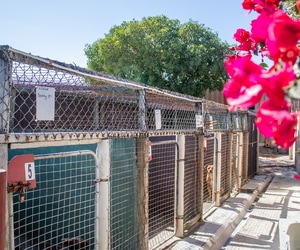 Take a Saturday Stroll with a BARC Pup!