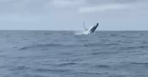 Guest Review for Amazing Grace B&B