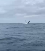 Guest Review for Amazing Grace B&B