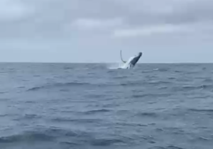 Guest Review for Amazing Grace B&B