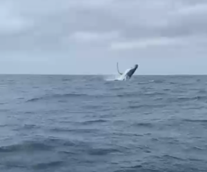 Guest Review for Amazing Grace B&B