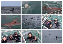 Daily Blog: 23 September 2025 | Shark Cage Diving in South Africa