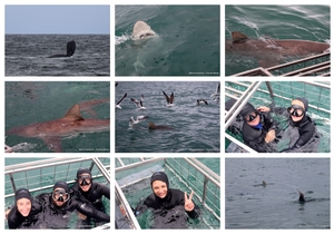 Daily Blog: 23 September 2025 | Shark Cage Diving in South Africa