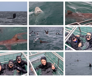 Daily Blog: 23 September 2025 | Shark Cage Diving in South Africa