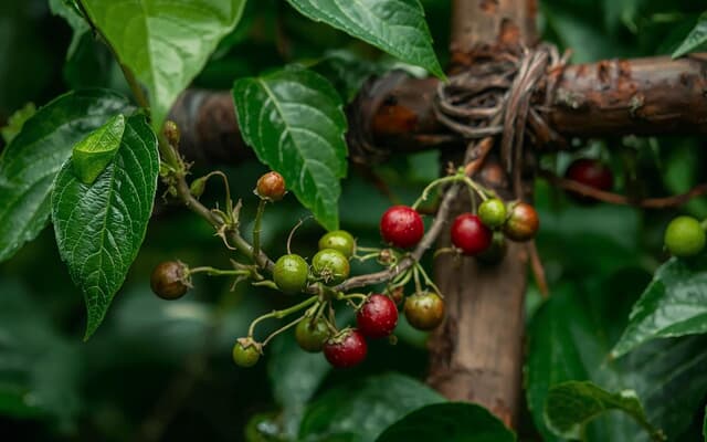 a_black_pepper_vine_1759130338