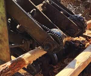 Turning Alien Pines into Quality Poles