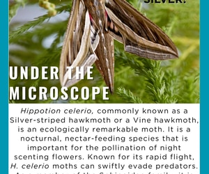 Celebrating Conservation, Research and Growth