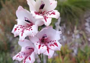 Nature’s Masterpiece at Grootbos