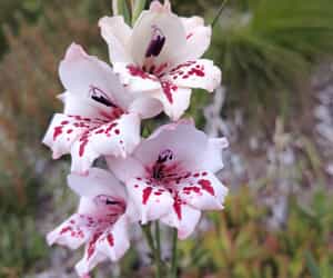 Nature’s Masterpiece at Grootbos