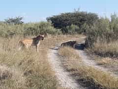 Ons verken Botswana en Namibië - Deel 2
