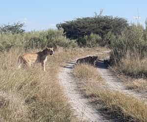 Ons verken Botswana en Namibië - Deel 2