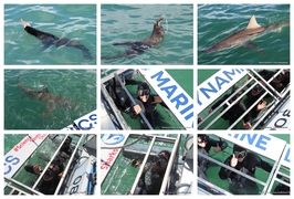 Daily Blog: 02 October 2025 | Shark Cage Diving in South Africa