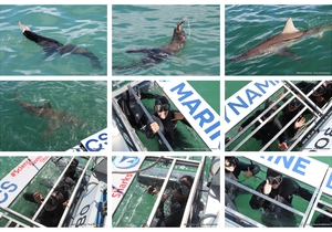 Daily Blog: 02 October 2025 | Shark Cage Diving in South Africa