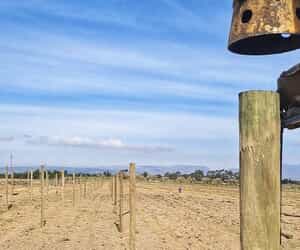 Durable Pine Poles for Planting Success