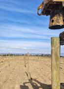 Durable Pine Poles for Planting Success