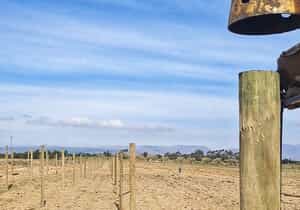 Durable Pine Poles for Planting Success