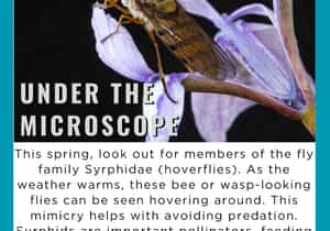 Not a Bee, Not a Wasp - It’s a Hoverfly!