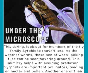 Not a Bee, Not a Wasp - It’s a Hoverfly!