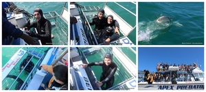 Daily Blog: 05 October 2025 | Shark Cage Diving in South Africa