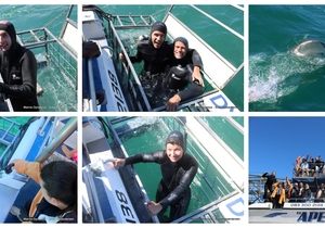 Daily Blog: 05 October 2025 | Shark Cage Diving in South Africa