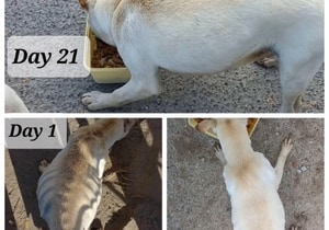 From Neglect to a New Lease on Life - T-Jay’s Happy Ending