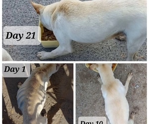 From Neglect to a New Lease on Life - T-Jay’s Happy Ending