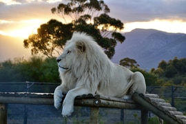 Meet the Big Cats Up Close