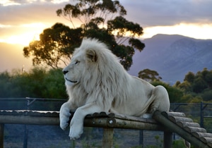 Meet the Big Cats Up Close