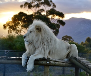Meet the Big Cats Up Close