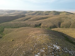 Renosterveld Win Protects Endangered Black Harriers