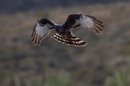 MajorRenosterveld2_1760425296