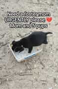 Urgent: Foster Families Needed for Dog Mom and Her 5 Puppies