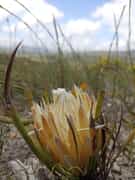 Life on the Grootbos Reserve