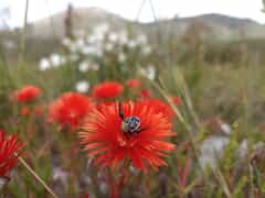 Rare Vygie and Spotty Monkey Beetle