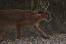 Wild Beauty at Grootbos Reserve