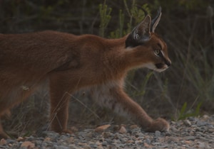 Wild Beauty at Grootbos Reserve