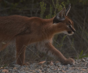Wild Beauty at Grootbos Reserve