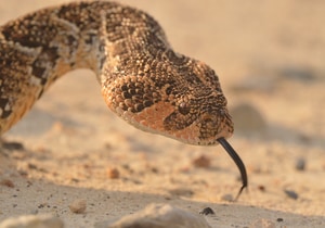 Every Creature Has Its Place in the Fynbos